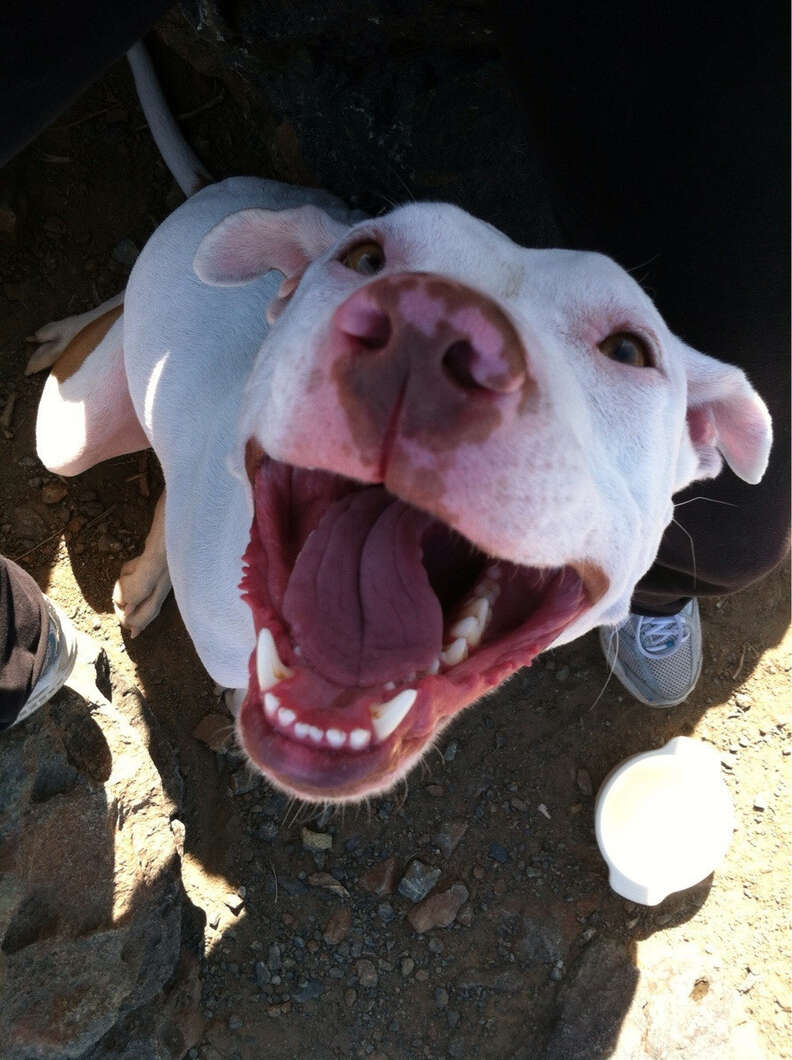 Happiness is a store pit bull smile