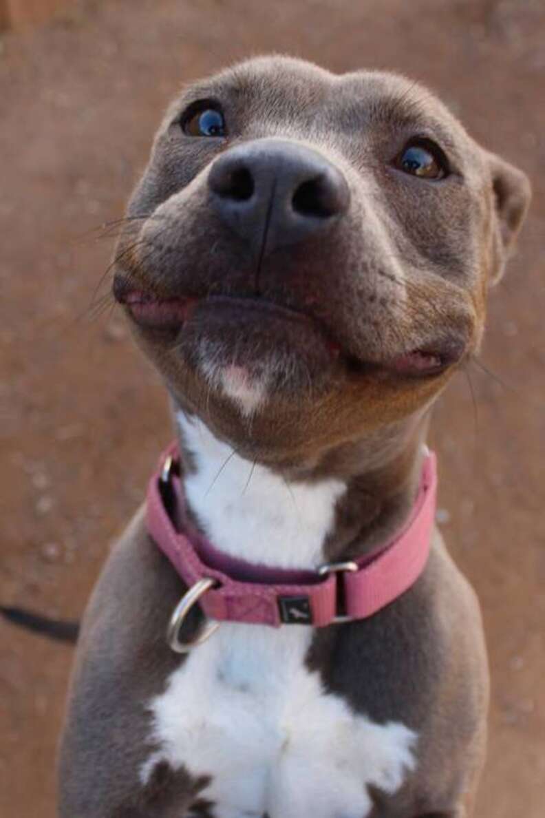 pitbull smile