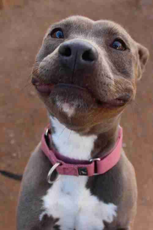 19 Smiling Pit Bulls Who Are Really, Really, Really Happy - The Dodo