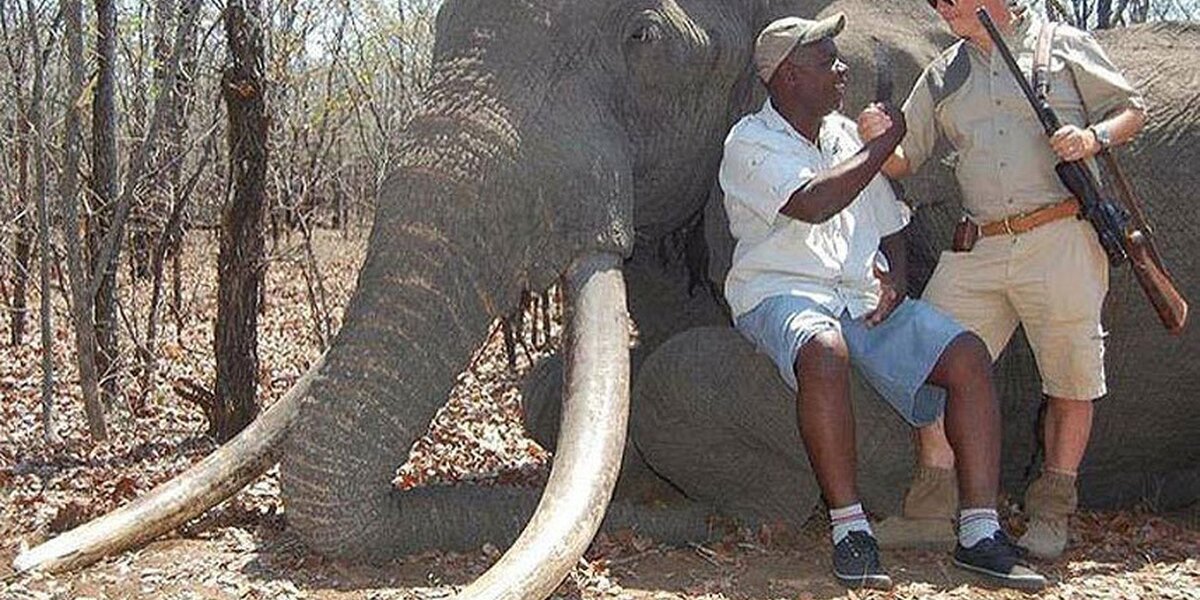 Another giant elephant trophy hunted - is this conservation? - Africa  Geographic