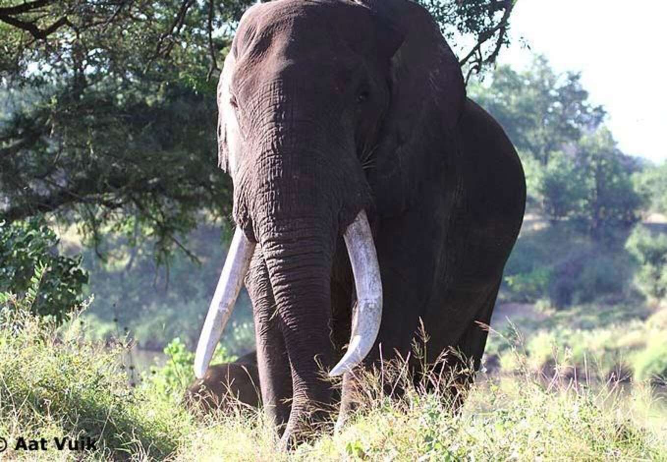 One Of Africa's Biggest Elephants Was Just Killed By Trophy Hunters