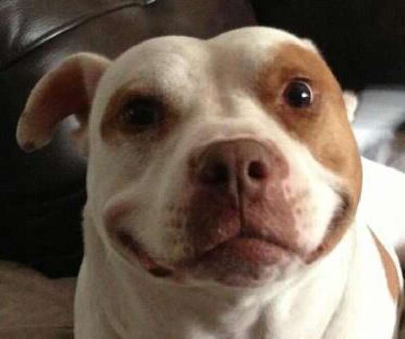 pitbull smile