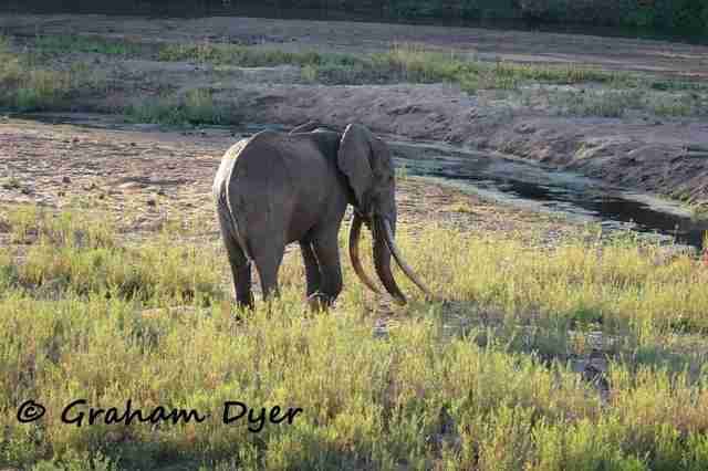 One Of Africa's Biggest Elephants Was Just Killed By Trophy Hunters