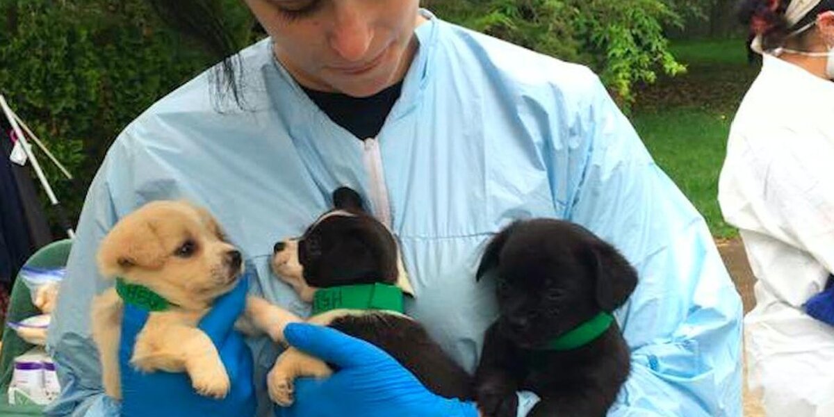 100 Dogs Rescued Hundreds Of Dogs Rescued From One House - The Dodo