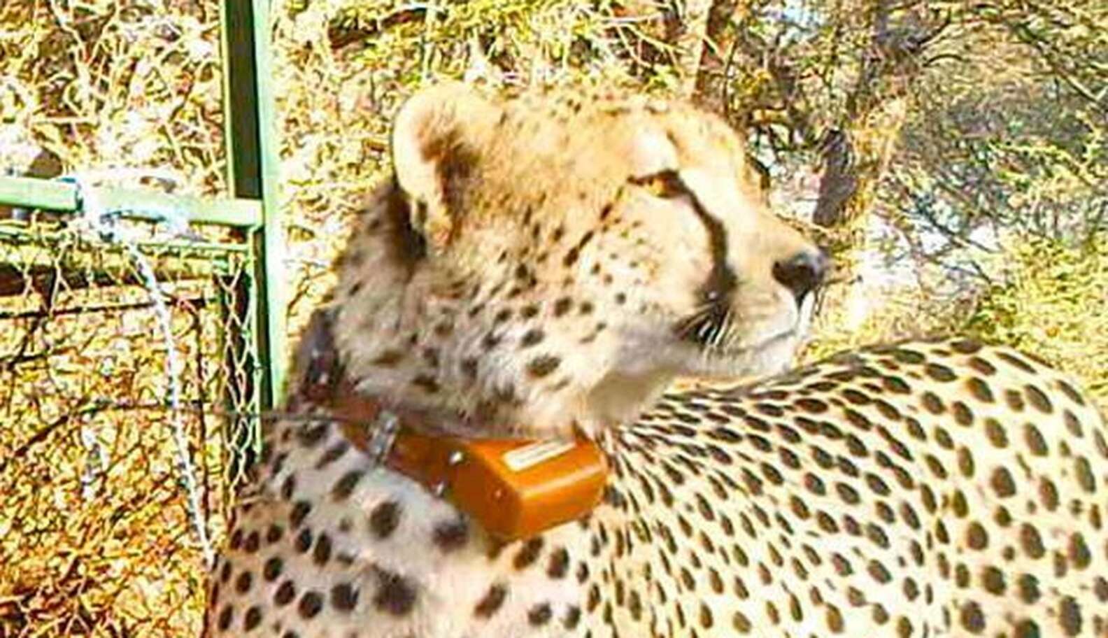 Beloved Cheetah Found Shot Dead On Side Of Highway - The Dodo