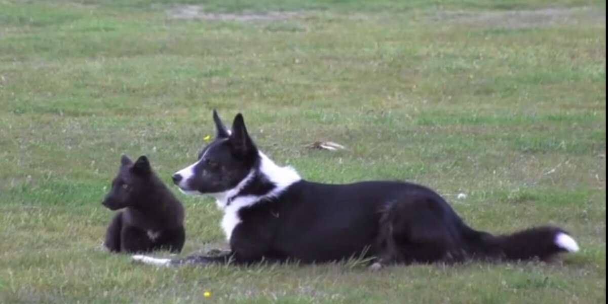 Wild Arctic Fox Keeps Coming Back To Roughhouse With Her Dog Friend ...