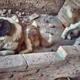 Dogs Spent Four Years Stuck On Filthy Second-Floor Balcony