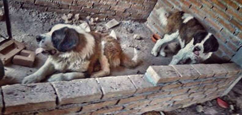 St. Bernard dogs trapped on a patio in Mexico