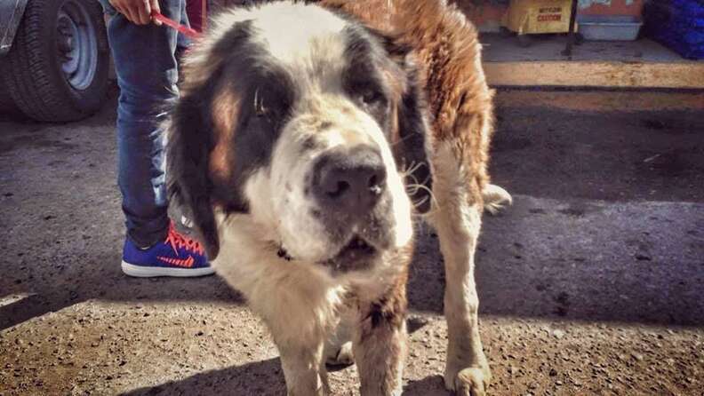 Dog shortly after being rescued in Mexico