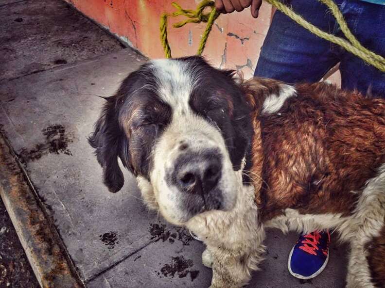 Dog shortly after being rescued in Mexico