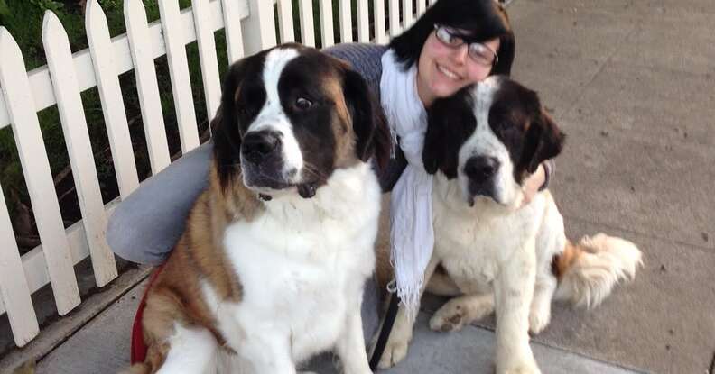 St. Bernard dog and her new family in the United States