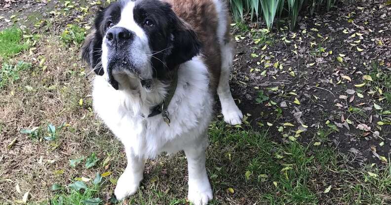 St. Bernard dog at her new home in the United States