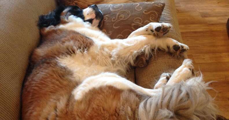 St. Bernard dog sleeping on the couch in her new home