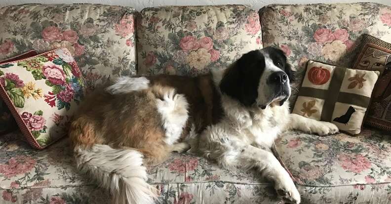St. Bernard dog at her new home in the United States
