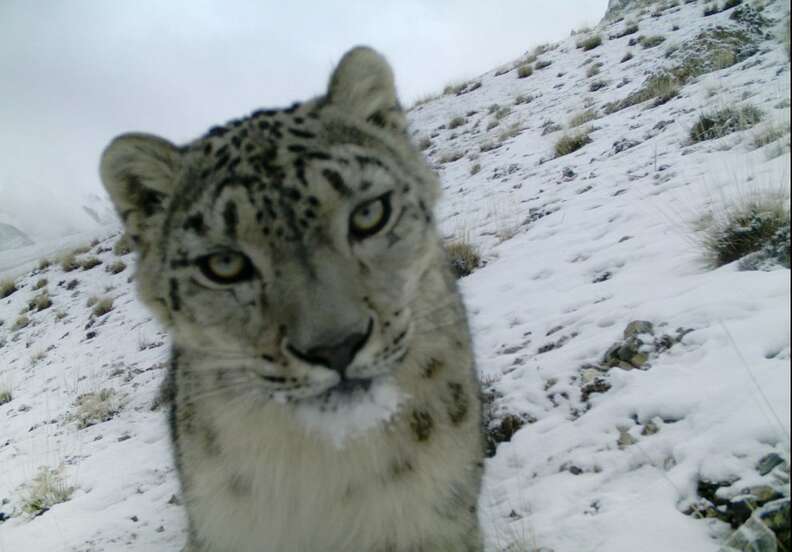 Olympic Publicity Could Boost Snow Leopard Conservation Efforts - The Dodo