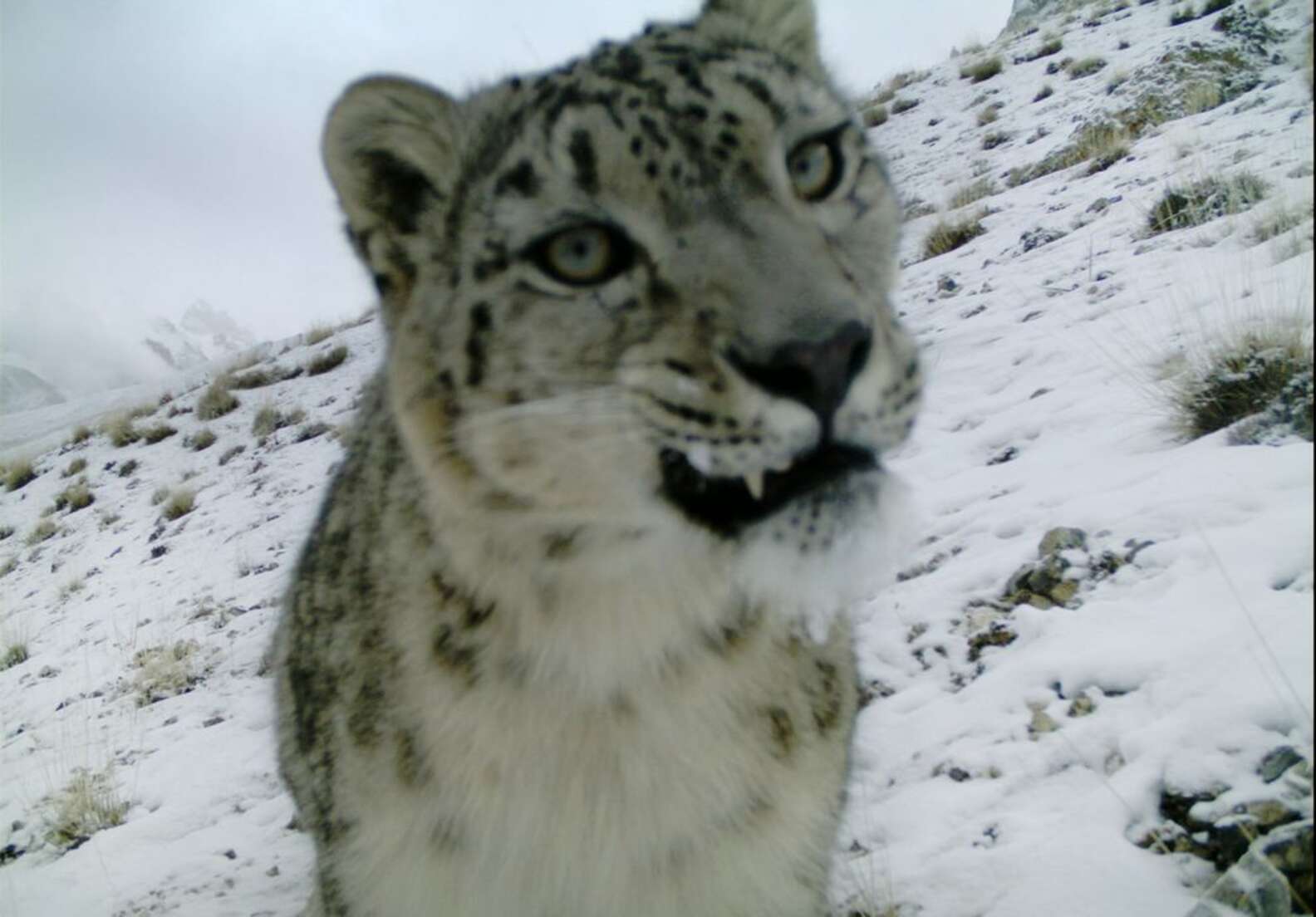 what-does-a-snow-leopard-researcher-do