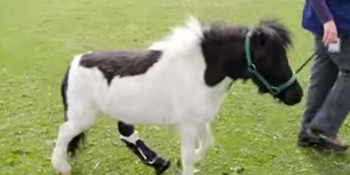 Mini Horse Can Trot Again Because He Has A Brand-New Hoof - The Dodo