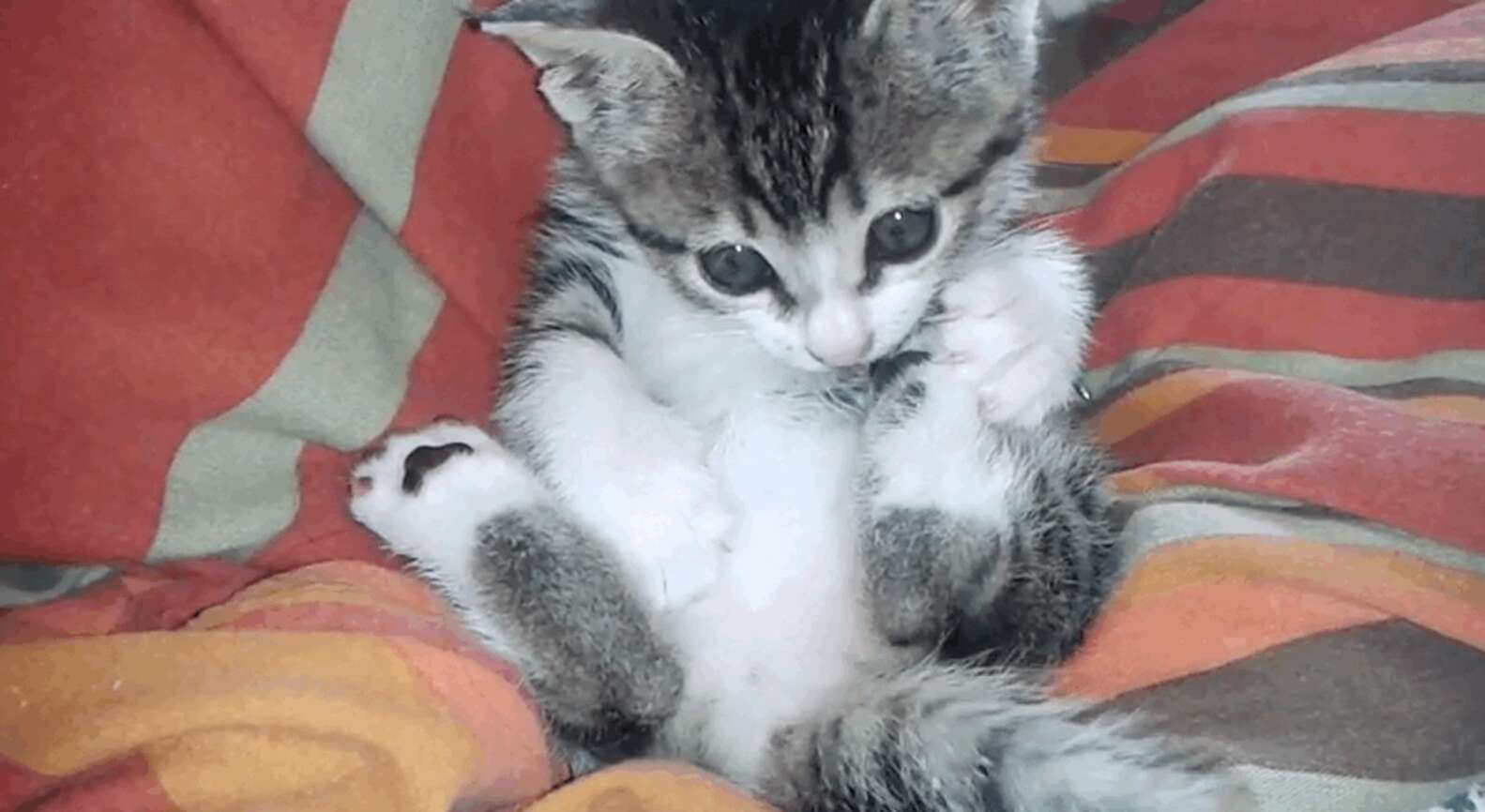 Tiny Kitten Discovering Her Tail Is Mesmerizing - The Dodo