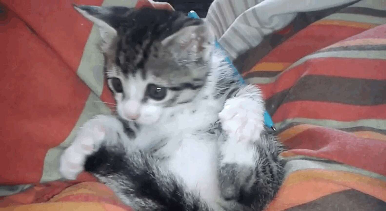 Tiny Kitten Discovering Her Tail Is Mesmerizing - The Dodo