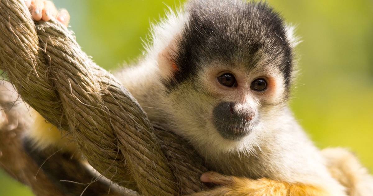 Harvard University research on monkeys sparks outrage from