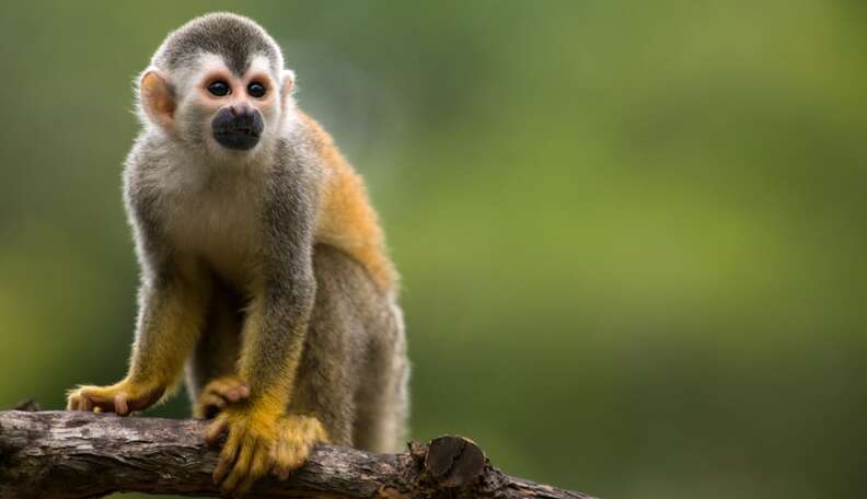 Harvard University research on monkeys sparks outrage from