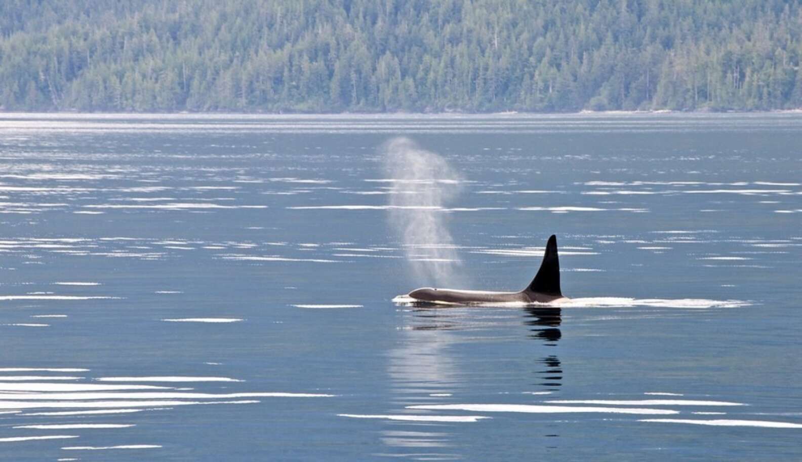 Extict Orca Why This Endangered Orca Population Can’t Recover From SeaWorld’s Wild ...