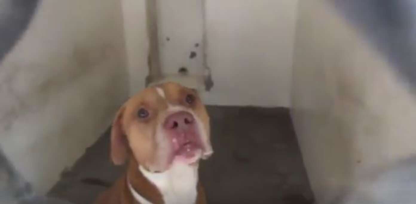 Dog Brothers Stuck In Shelter Pawed At Their Cages Trying To See Each ...