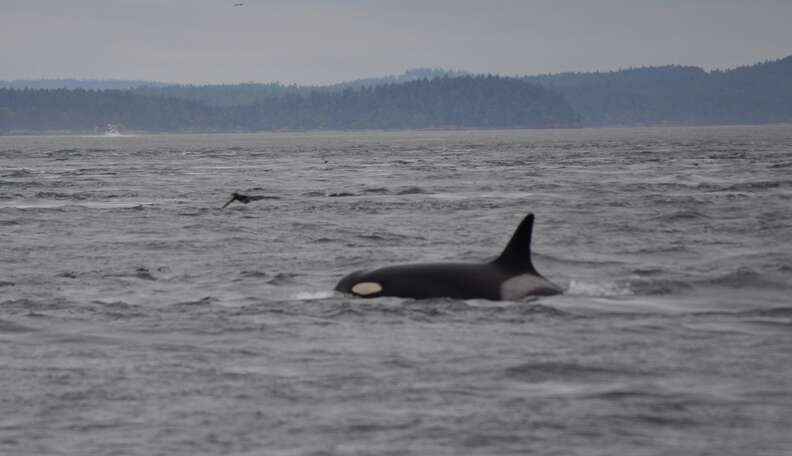 6 Ways Granny The 103-Year-Old Orca Has A Way Better Life Than Any ...