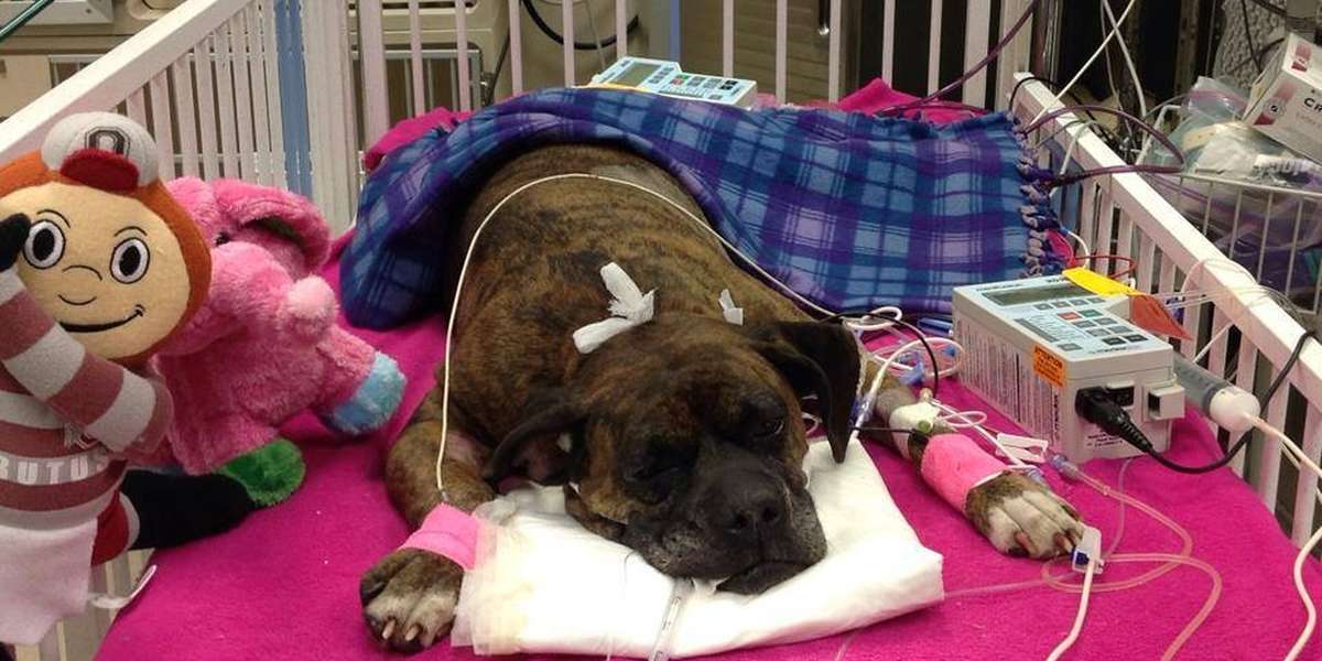 Devoted Dog In Critical Condition After Refusing To Leave Her Human's ...