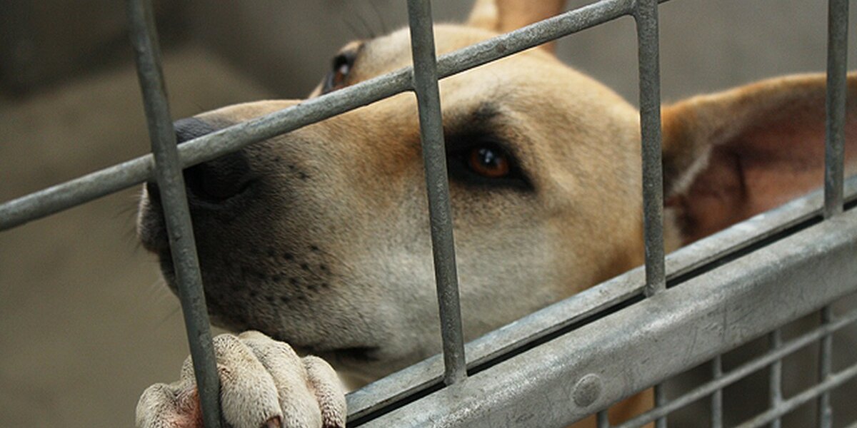 People Think We Can't Afford To Make All Shelters 'No-Kill' — But They ...