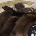 Baby Otters Lost Their Mom But Found Our Warm Bed