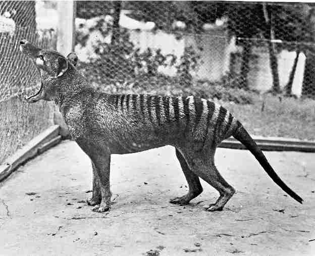 The Quest For The Thylacine - The Dodo