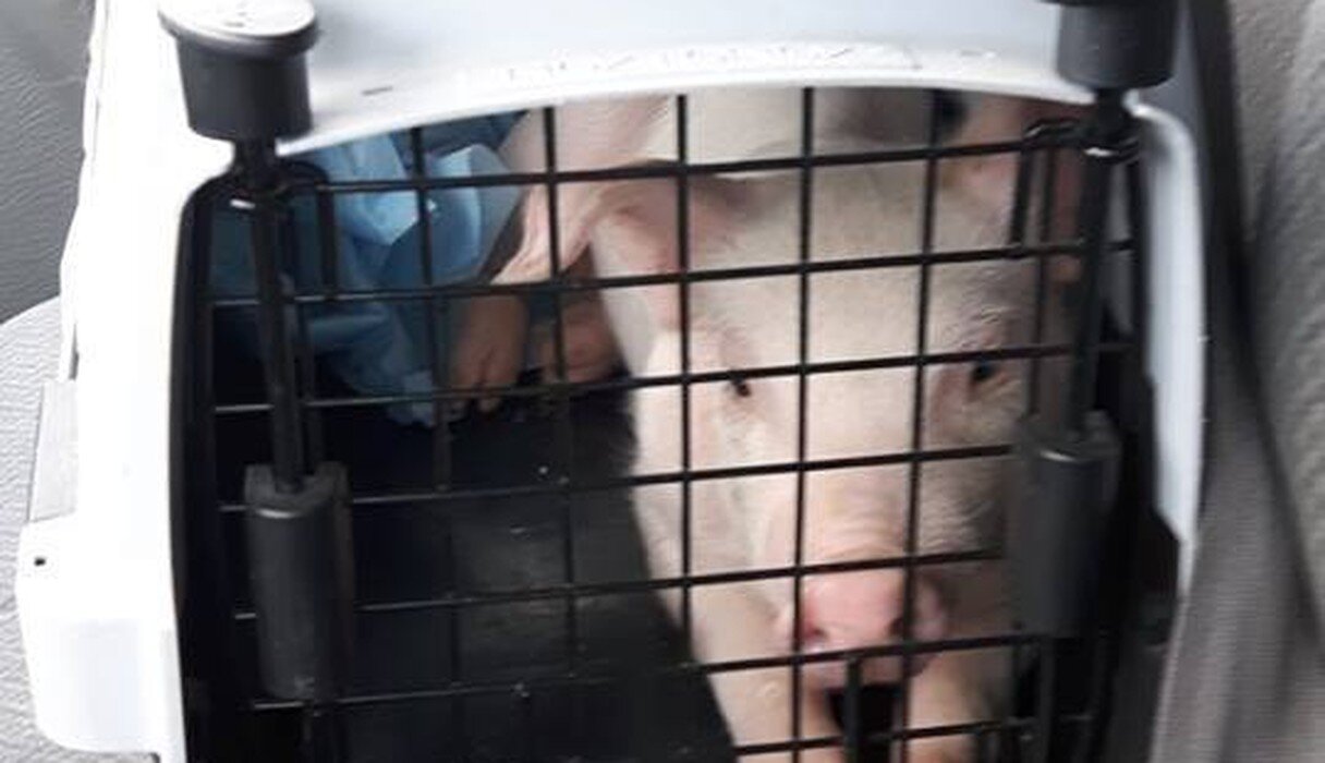 Little Pig Who Fell Off Truck Gets The Sweetest Welcome At Her New Home ...