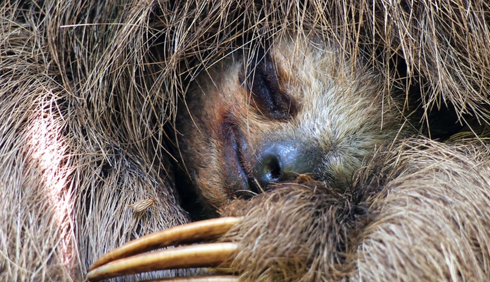 'Stoner Sloth' Ads Give This Badass Animal A Bad Name - The Dodo