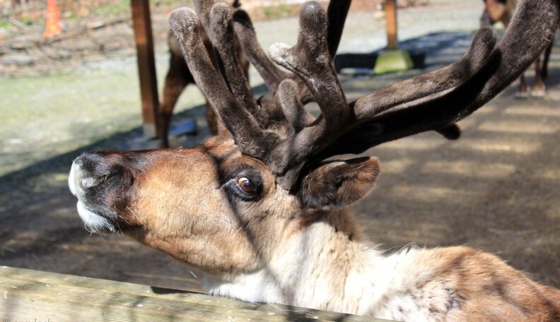 6 Tips For Having An Animal Friendly Christmas The Dodo