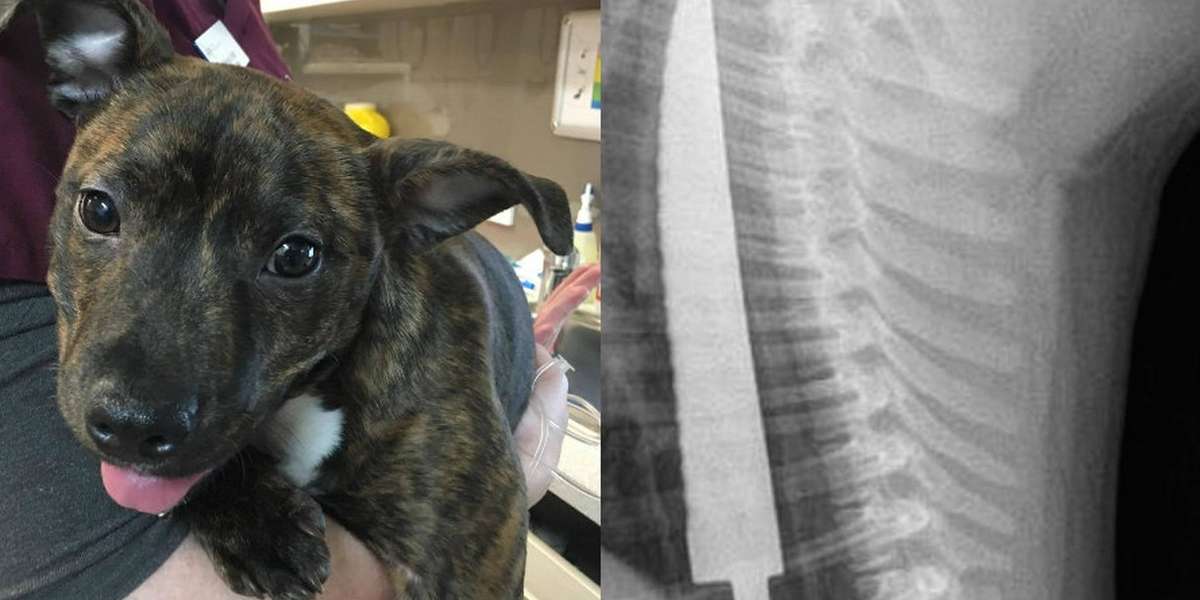 Little Puppy Swallows 8InchLong Knife — And Survives The Dodo