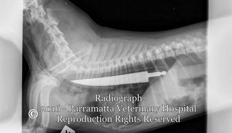 Dog swallowed steak discount bone