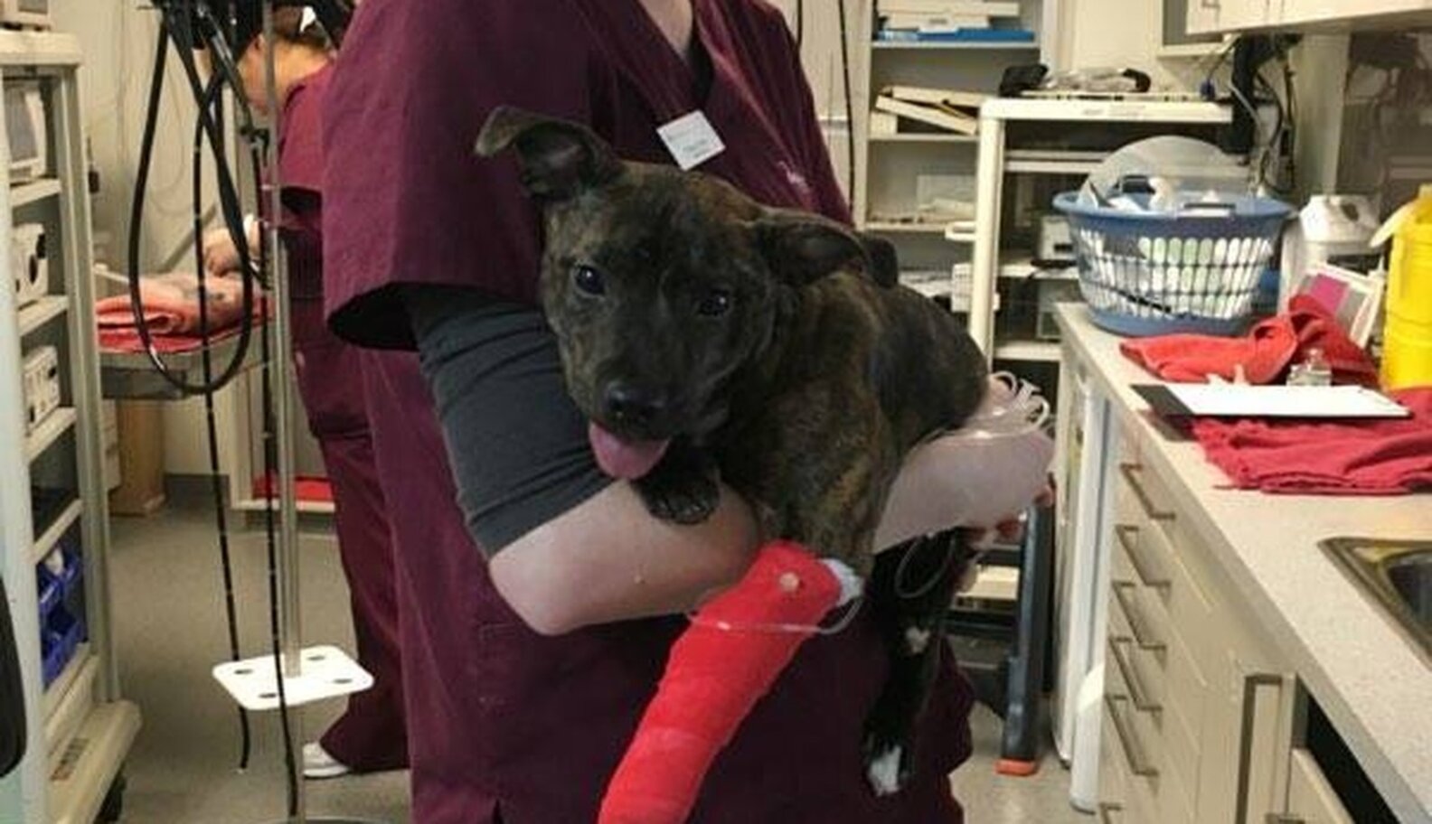 Little Puppy Swallows 8InchLong Knife — And Survives The Dodo