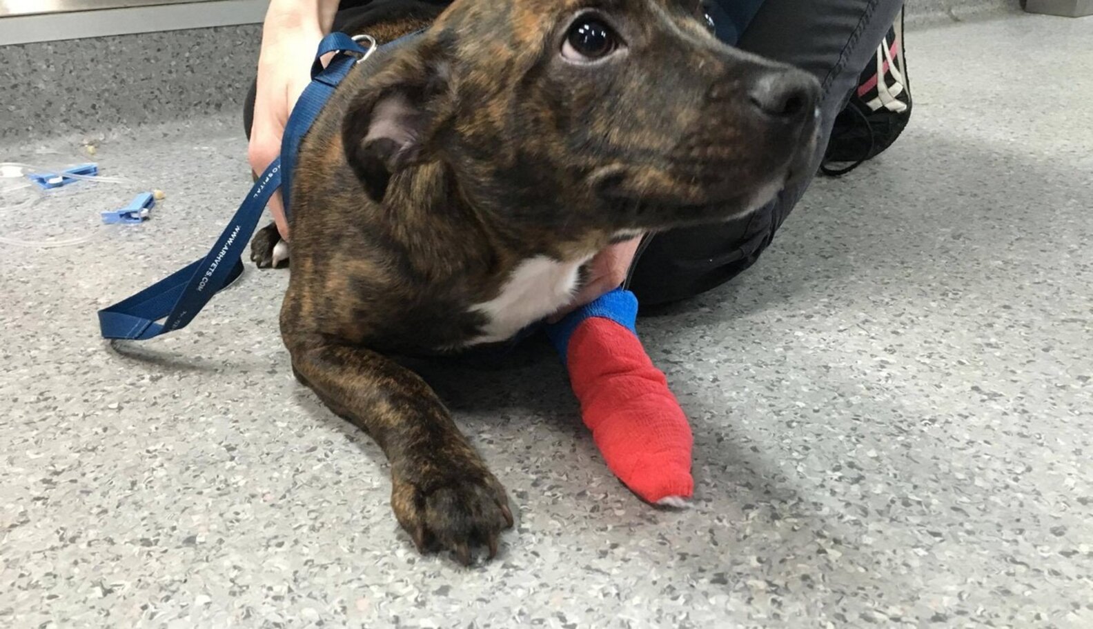 Little Puppy Swallows 8InchLong Knife — And Survives The Dodo