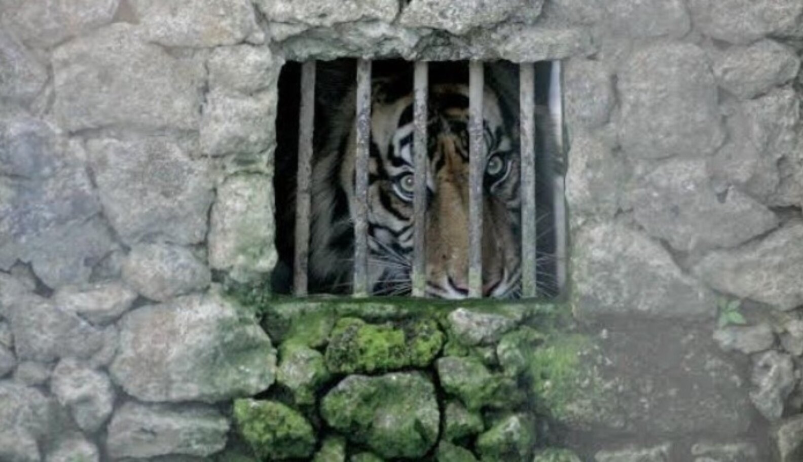 The People Behind The “World’s Cruelest Zoo” The Dodo