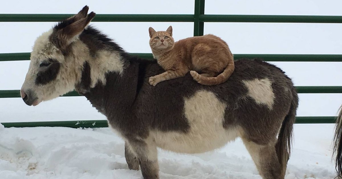 Cat Makes Every Animal On The Farm Carry Him Around Like A King The Dodo