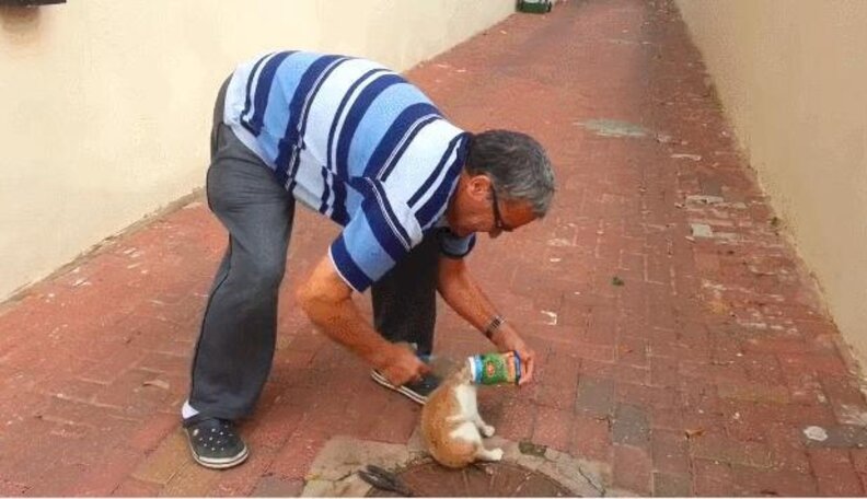 Man Rescues Cat From Can, Cat Prances Away To Freedom - The Dodo