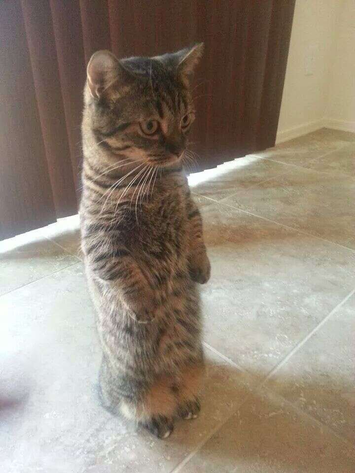 cat standing up snow meme