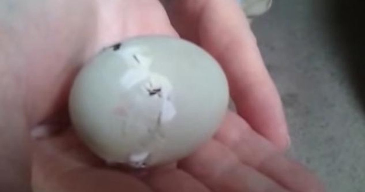 Abandoned Egg Was Holding The Most Determined Little Duckling The Dodo