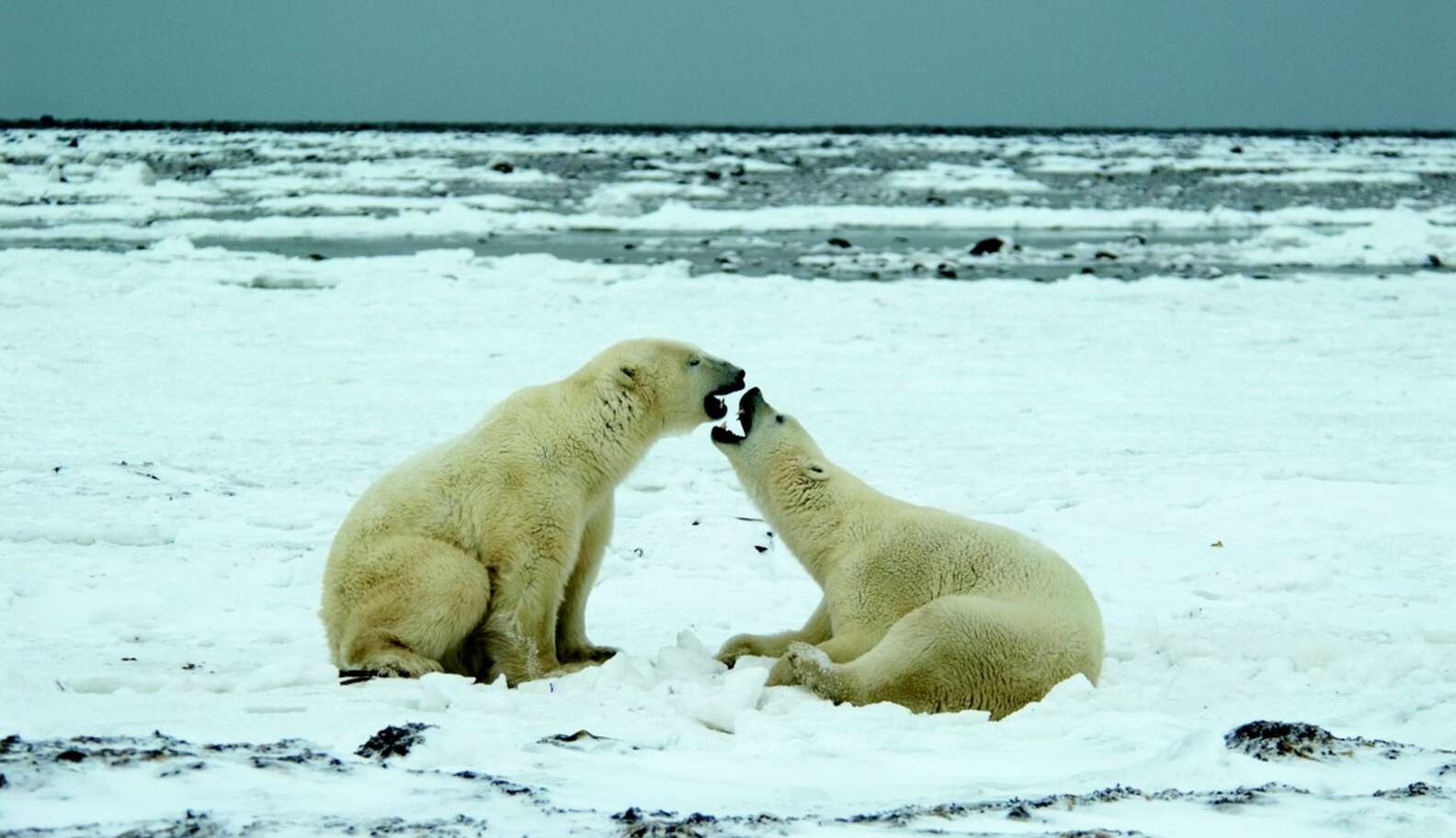 New Species Forced To Form In Arctic To Survive Climate Change - The Dodo