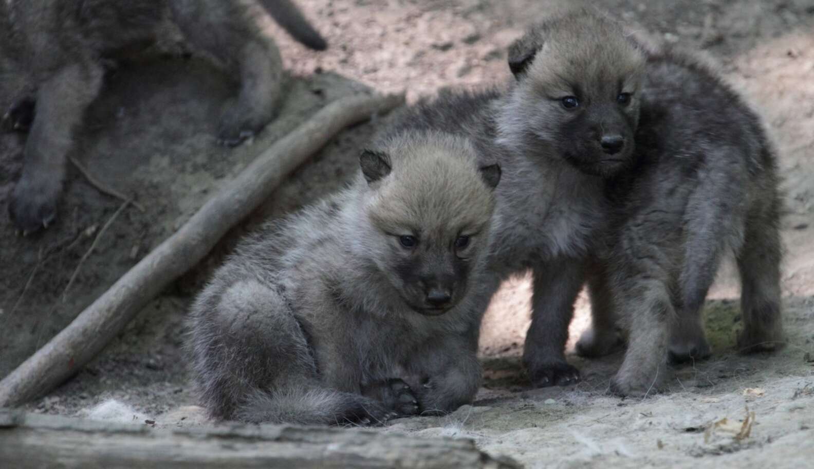 Litter Of Mexican Gray Wolf Pups Born In The Wild For The First Time In