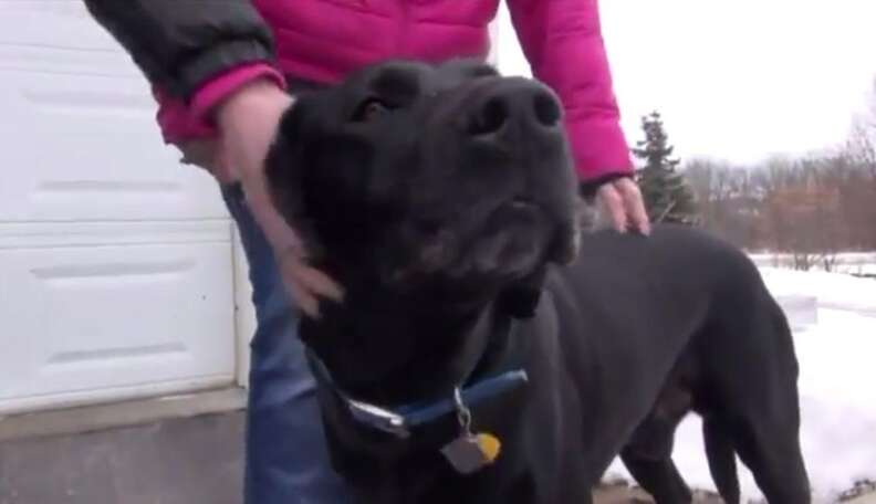 Just like Lassie: Dog leads police to trapped companion