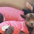 Baby Goat Abandoned In The Cold Gets A New Best Friend