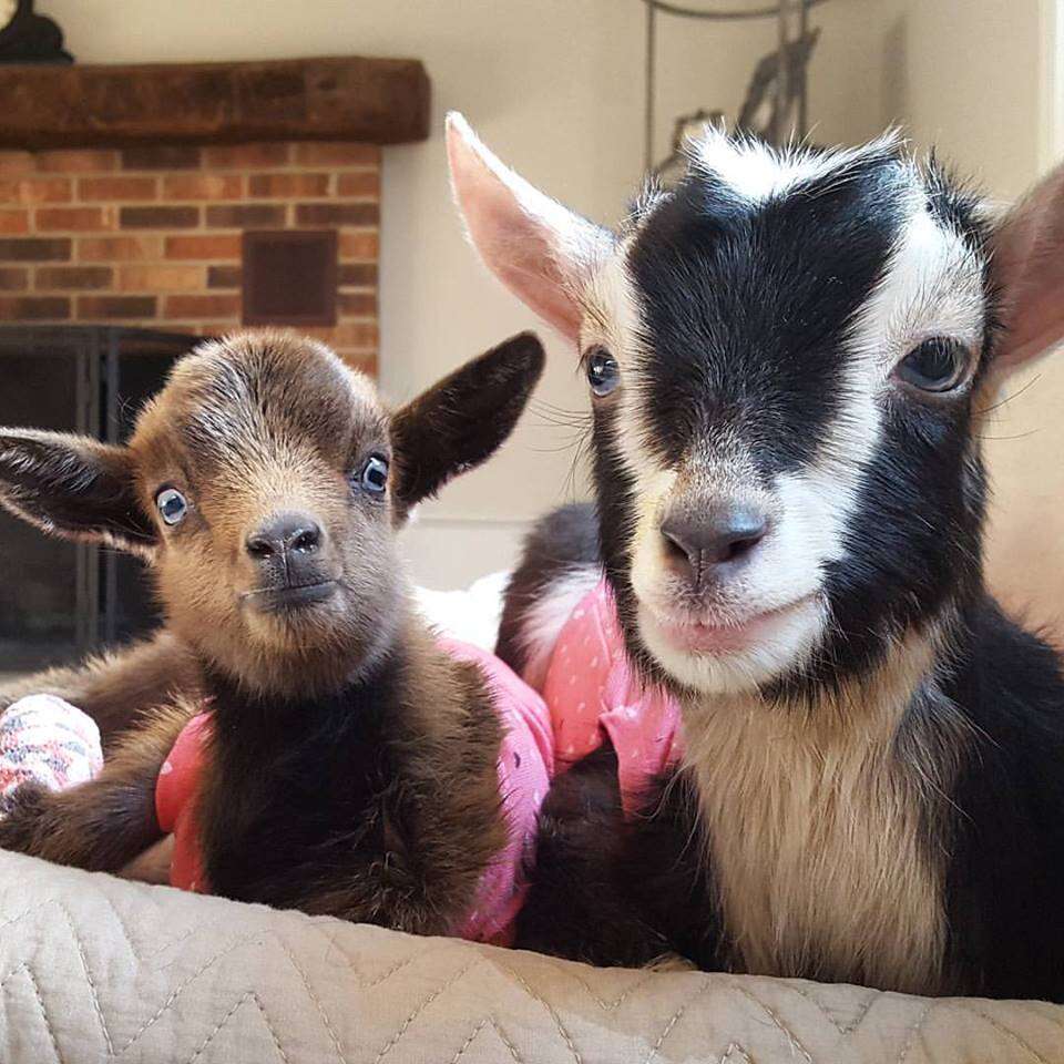 Baby Goat Abandoned In The Cold Gets A New Best Friend - The Dodo