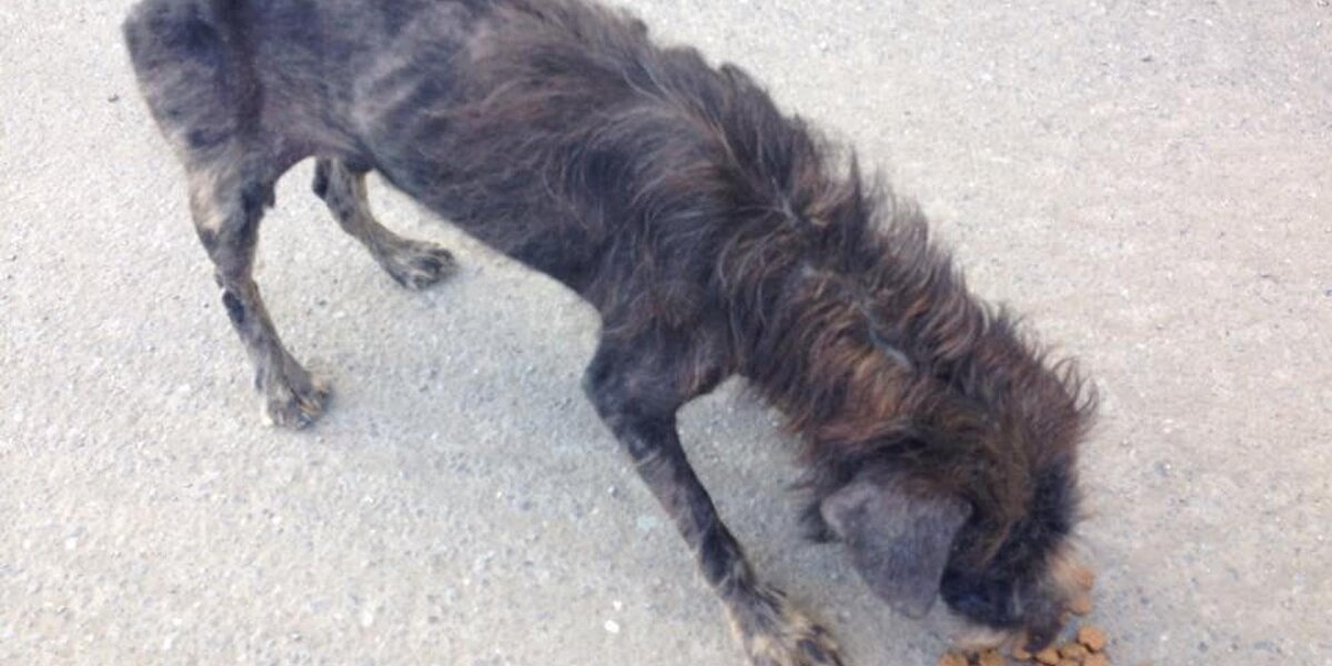 Starving Street Dog Gets The Greatest Makeover - The Dodo